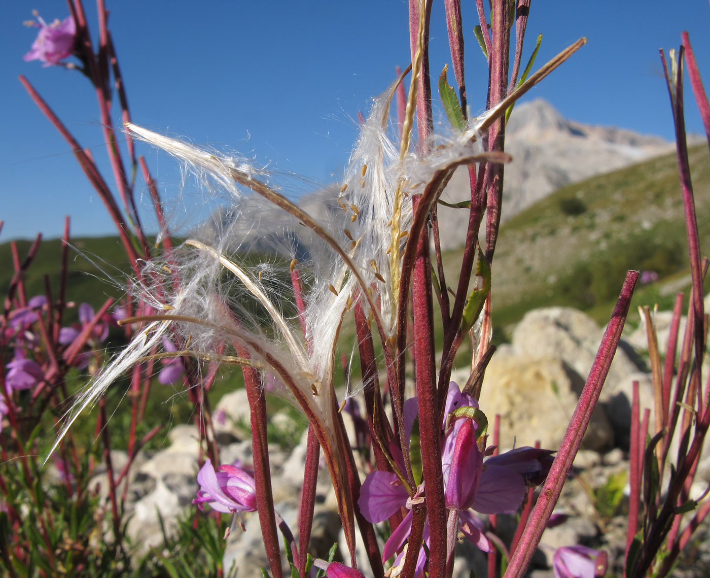 Image of Chamaenerion colchicum specimen.