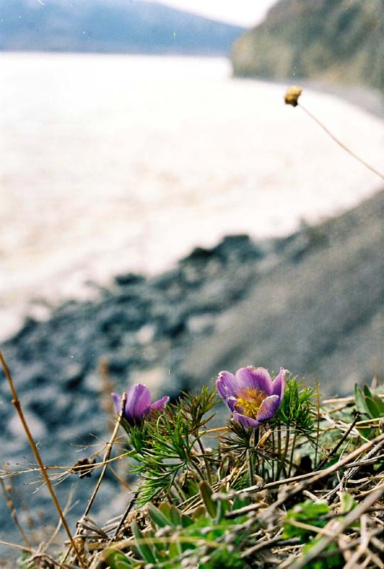 Изображение особи Pulsatilla multifida.