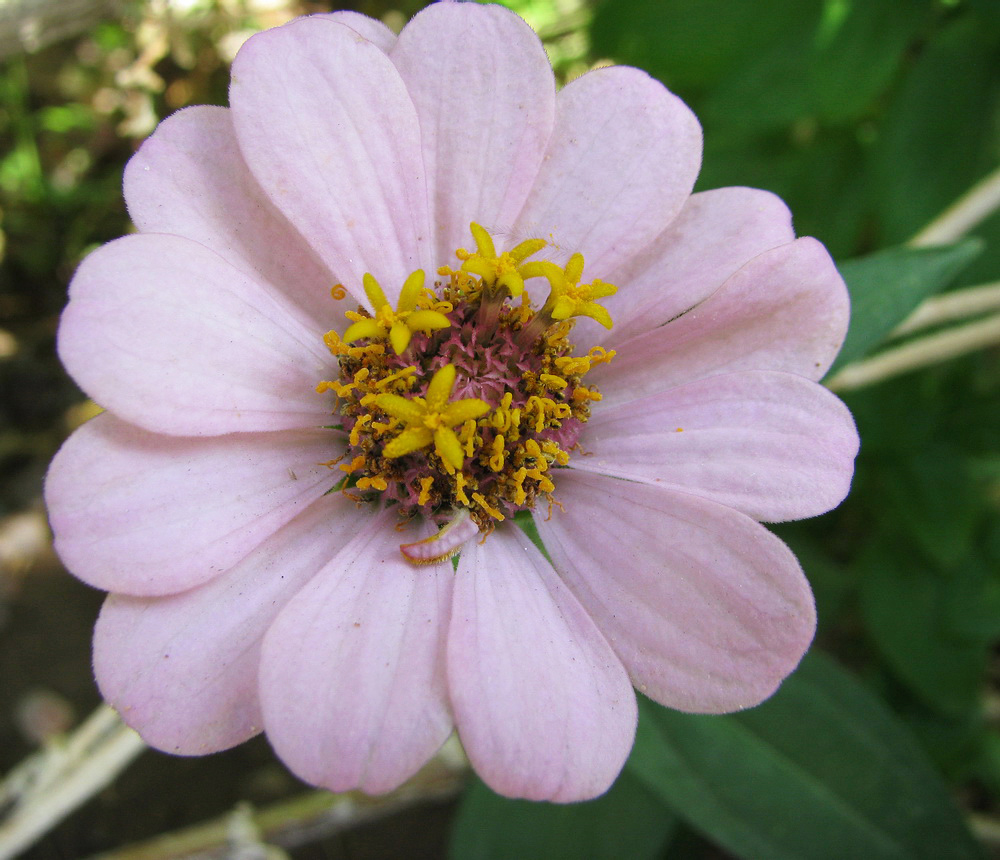 Image of Zinnia elegans specimen.