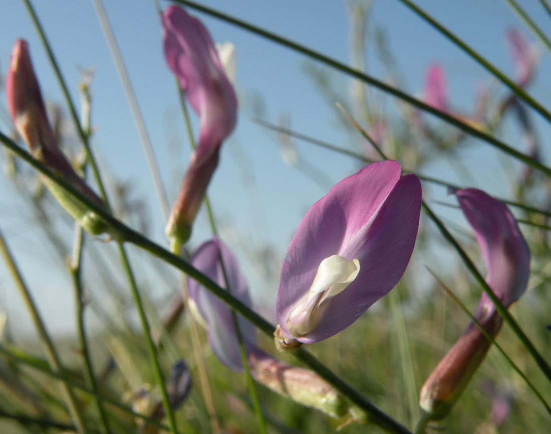 Изображение особи Astragalus kustanaicus.