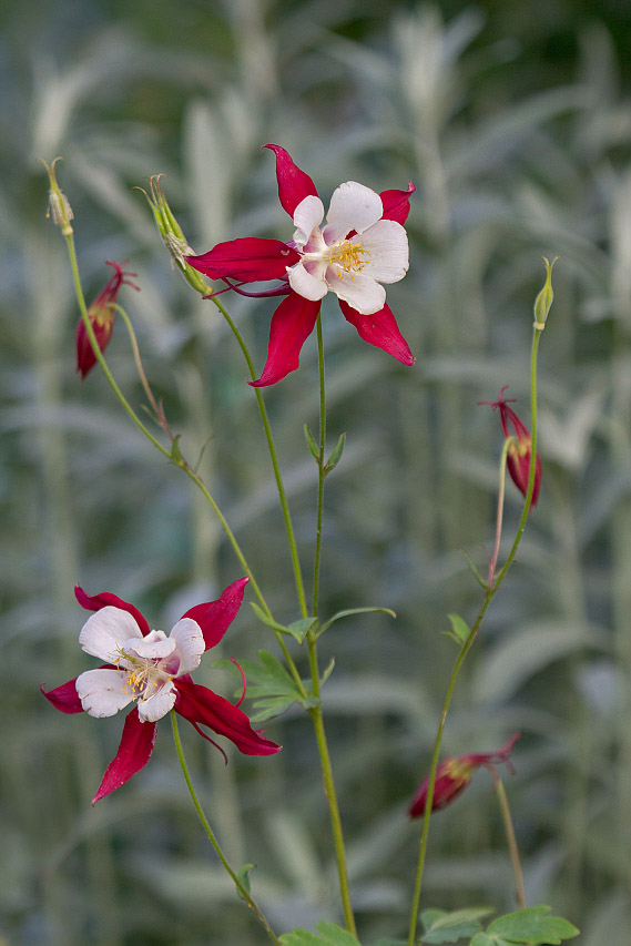 Изображение особи Aquilegia coerulea.