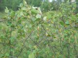 Betula fruticosa