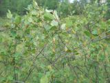 Betula fruticosa