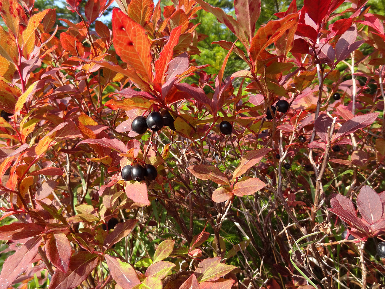 Image of Vaccinium smallii specimen.