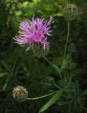 Centaurea scabiosa. Верхушка цветущего растения. Татарстан, Бавлинский р-н, опушка леса. 28.07.2015.