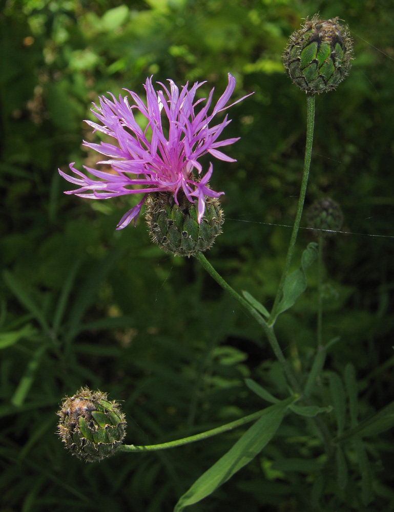 Изображение особи Centaurea scabiosa.