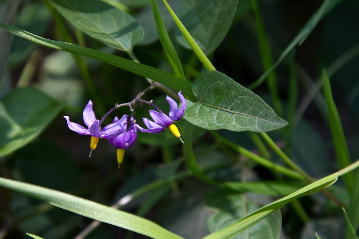 Image of Solanum dulcamara specimen.