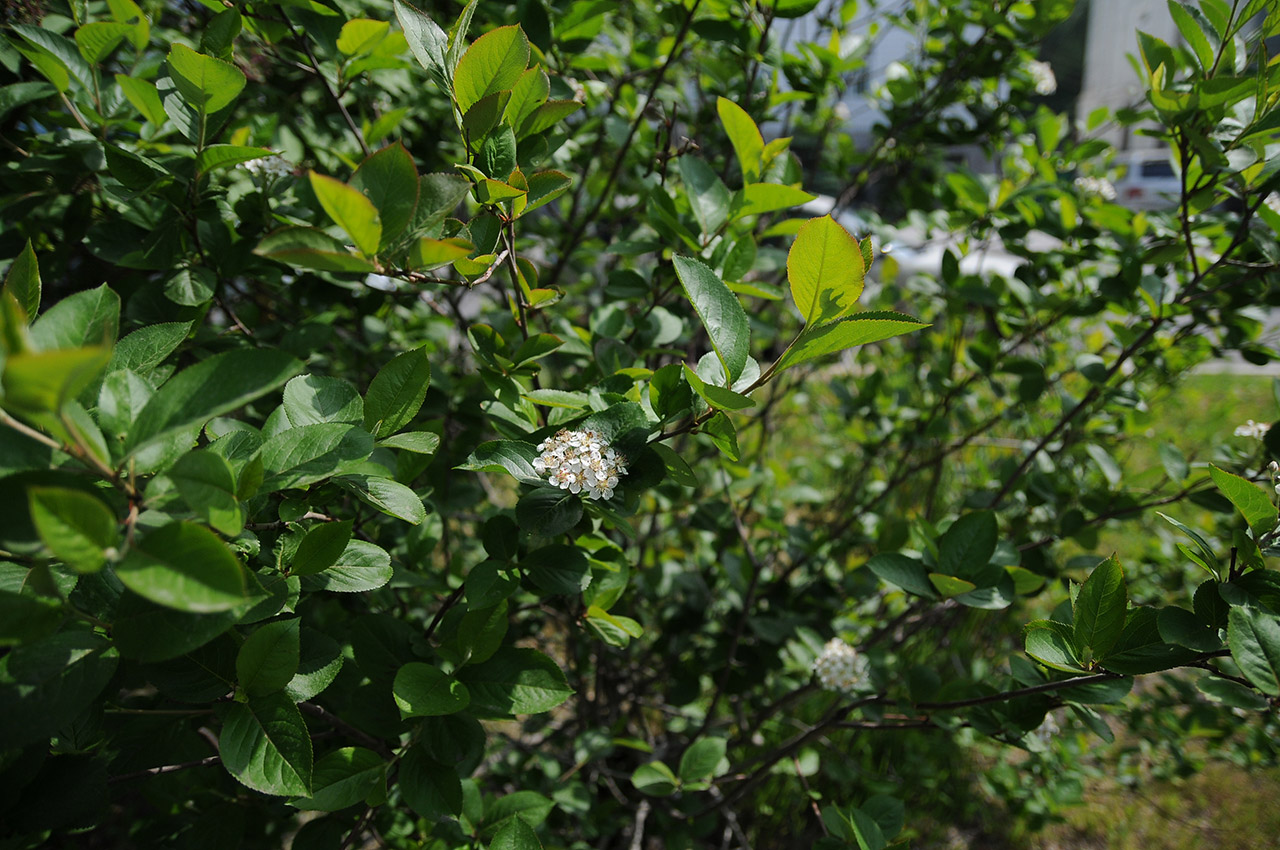 Image of Aronia melanocarpa specimen.