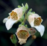 Digitalis lanata. Верхушка соцветия. Украина, Хмельницкая обл., Каменец-Подольский р-н, Национальный природный парк \"Товтры\", западнее с. Гораевка, склон к р. Днестр. 20 августа 2008 г.