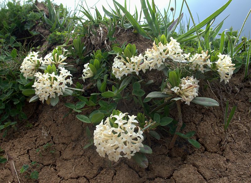 Image of Daphne glomerata specimen.