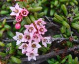 Loiseleuria procumbens