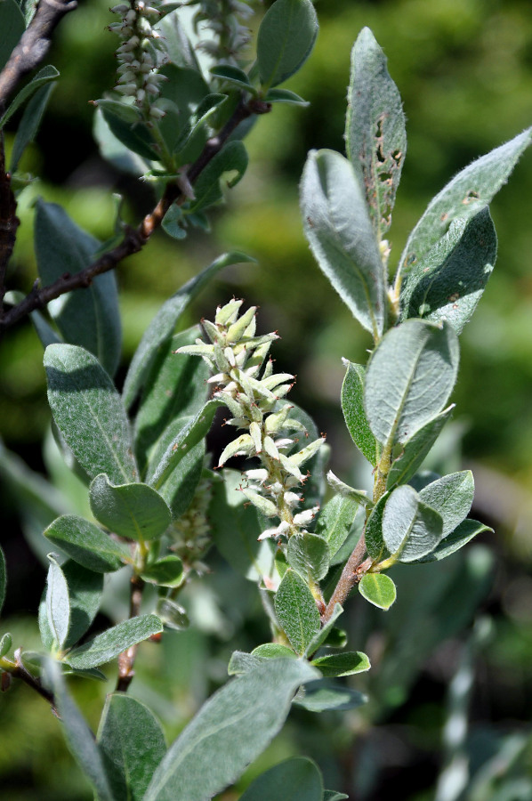 Image of Salix glauca specimen.