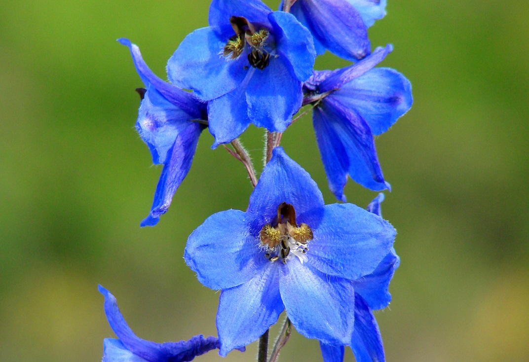 Image of Delphinium &times; phoeniceum specimen.