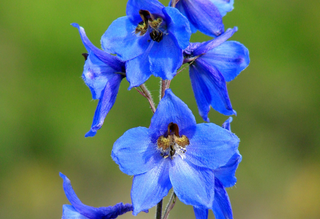 Изображение особи Delphinium &times; phoeniceum.