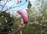 Magnolia &times; soulangeana