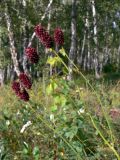 Sanguisorba officinalis. Верхушки цветущих растений. Челябинская обл., окр. г. Челябинск, Золотая горка, разнотравная поляна в берёзовом лесу. 21.08.2015.