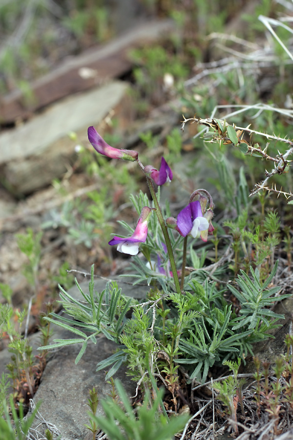 Image of Vicia subvillosa specimen.