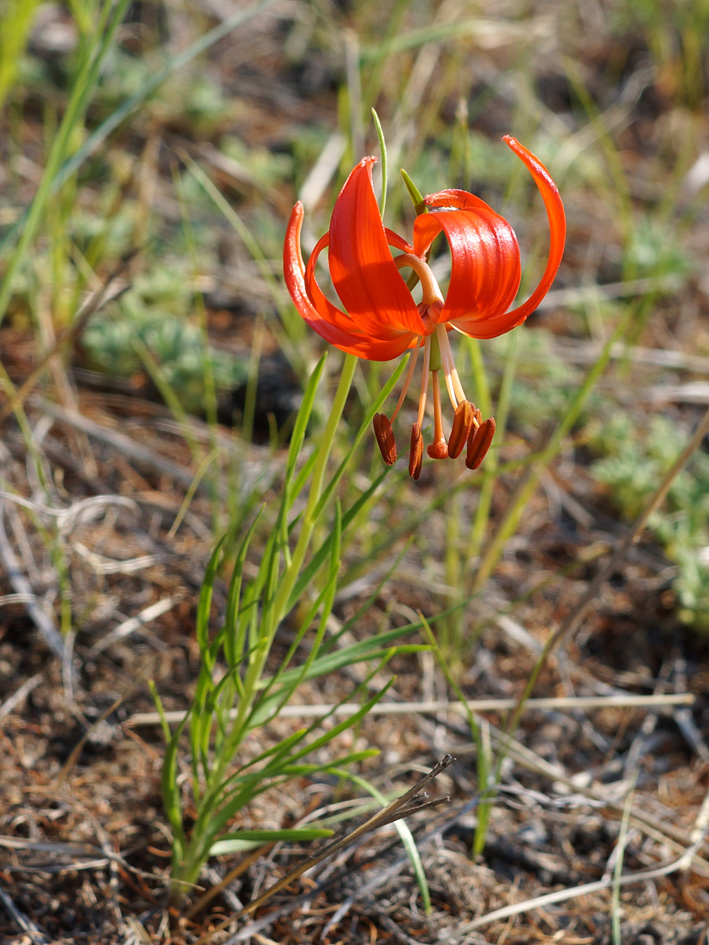 Image of Lilium pumilum specimen.