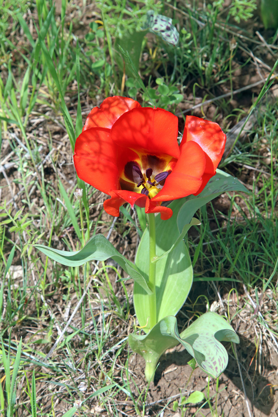 Изображение особи Tulipa greigii.