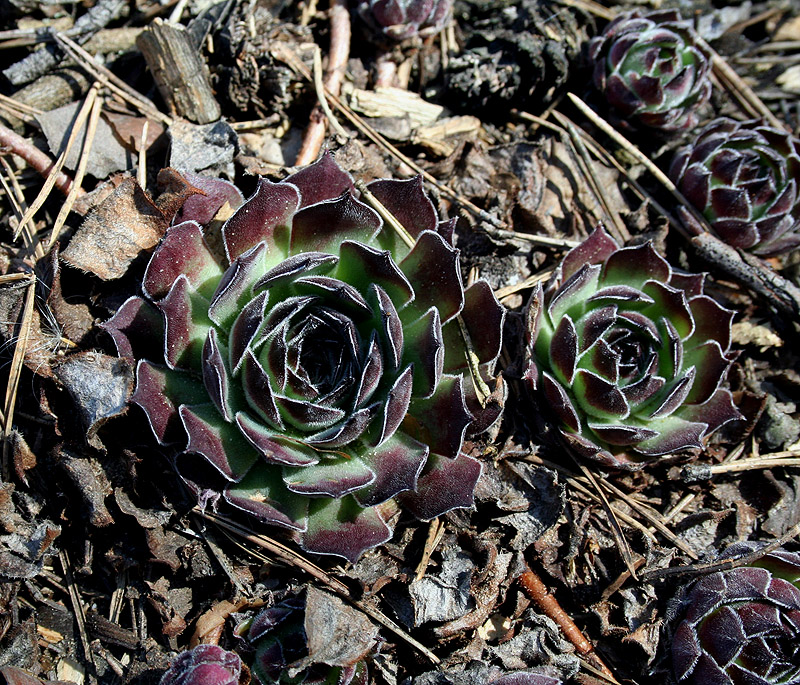 Image of Sempervivum ruthenicum specimen.