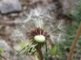 Taraxacum erythrospermum