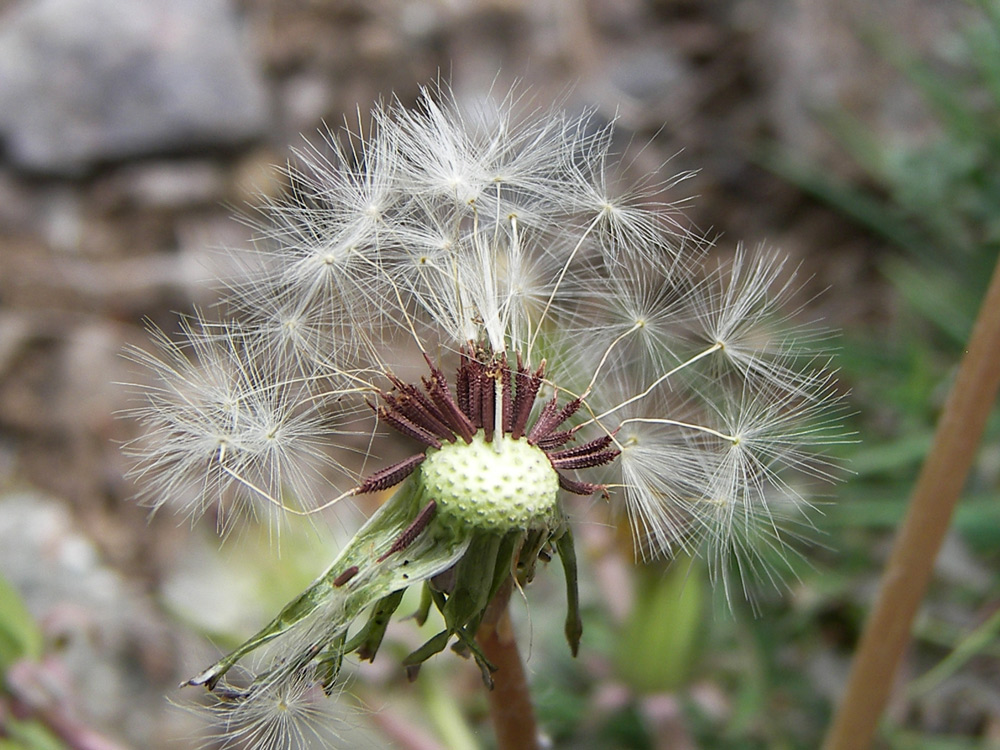 Изображение особи Taraxacum erythrospermum.