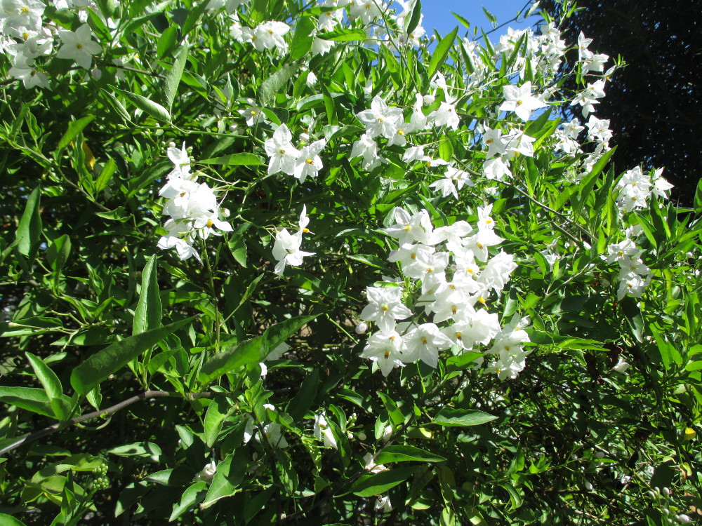 Изображение особи Solanum laxum.