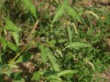 Persicaria lapathifolia