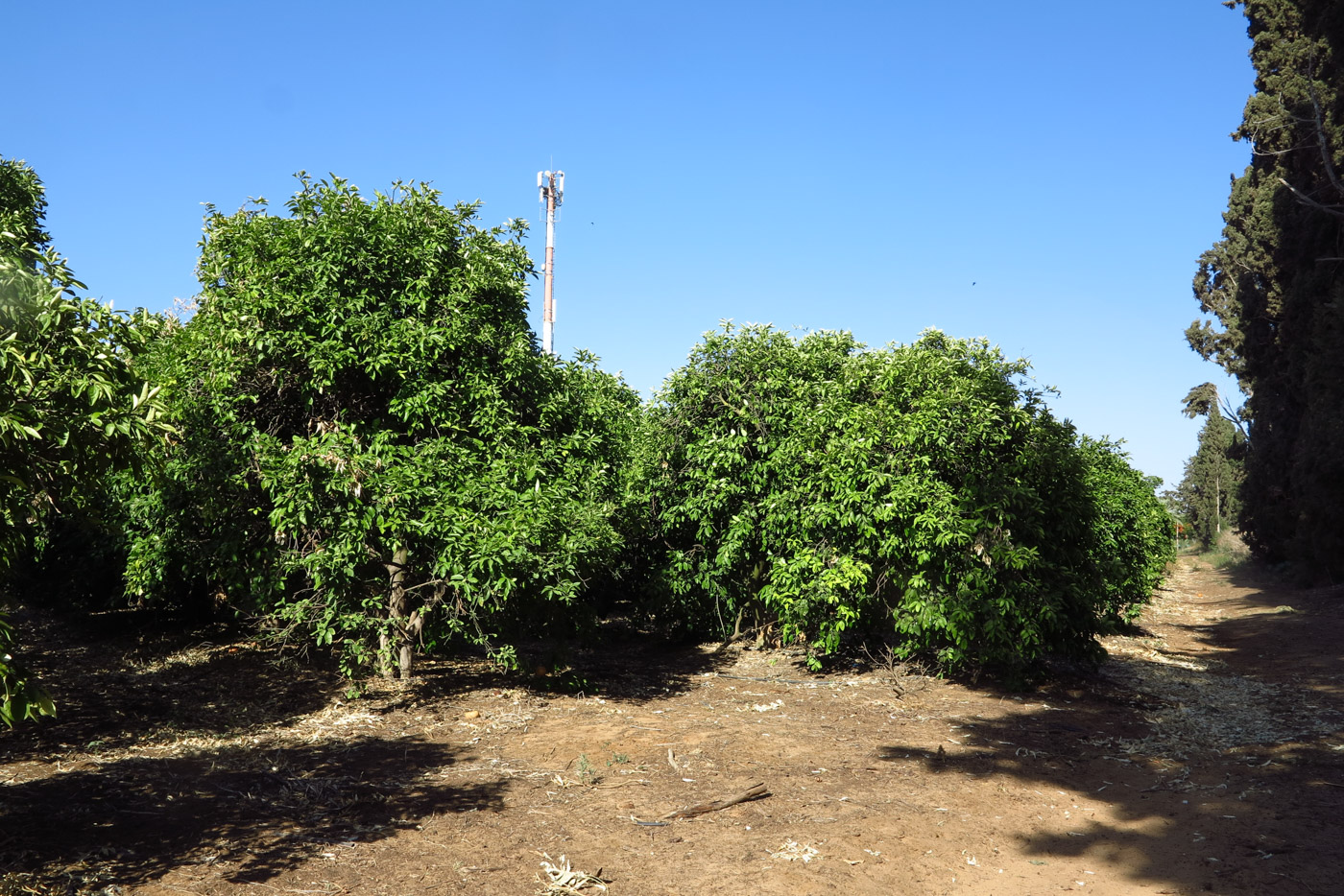 Image of Citrus × paradisi specimen.