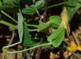 Thunbergia alata