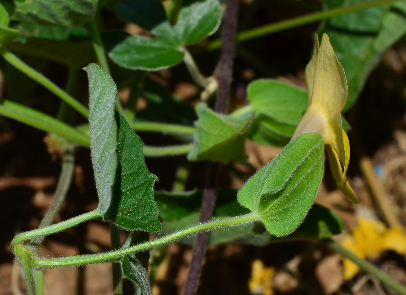 Image of Thunbergia alata specimen.