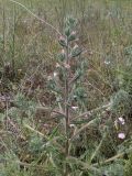 Echium asperrimum