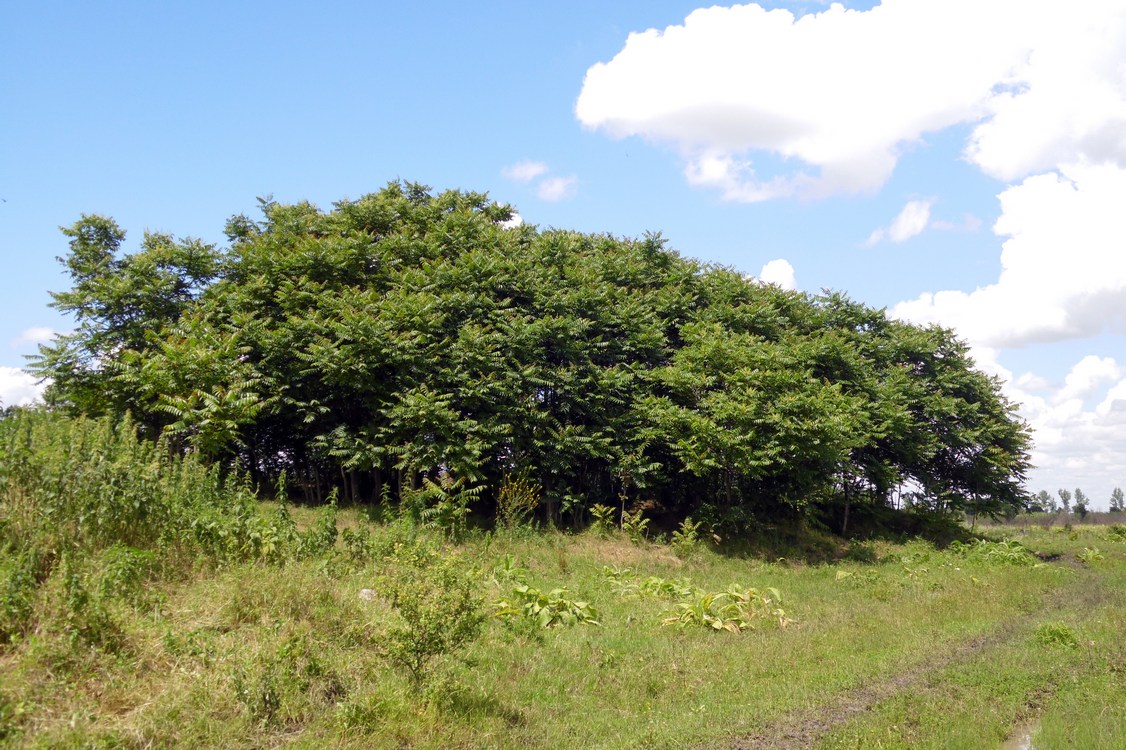 Изображение особи Ailanthus altissima.