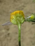 Anthemis cotula