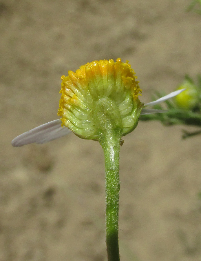 Image of Anthemis cotula specimen.