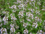 Thymus marschallianus. Верхушки цветущих растений. Пензенская обл., Мокшанский р-н, окр. с. Подгорное, открытый склон. 13 июня 2016 г.