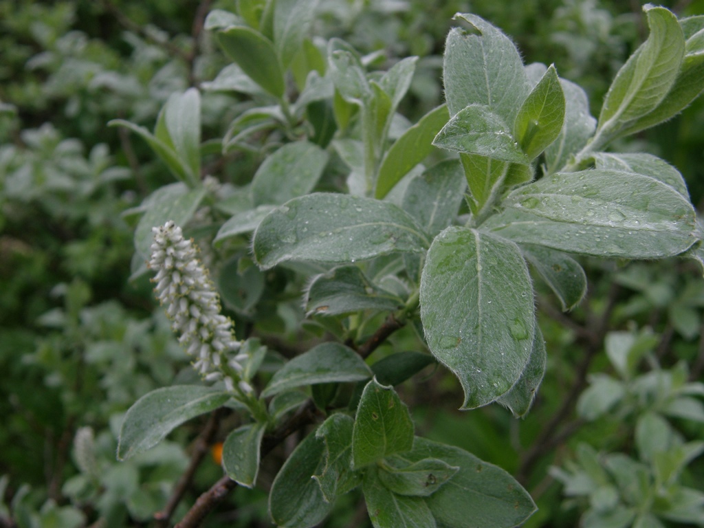 Изображение особи Salix glauca.