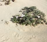 Limonium papillatum. Отцветшее растение среди кустиков Frankenia capitata. Испания, автономное сообщество Канарские острова, остров Фуэртевентура, провинция Лас Пальмас, муниципалитет Ла Олива, северные окр. пос. Эль Котильо, дюны у мыса de la Enrocadiza. 13.03.2016.