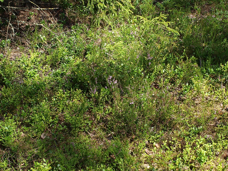 Image of Calluna vulgaris specimen.