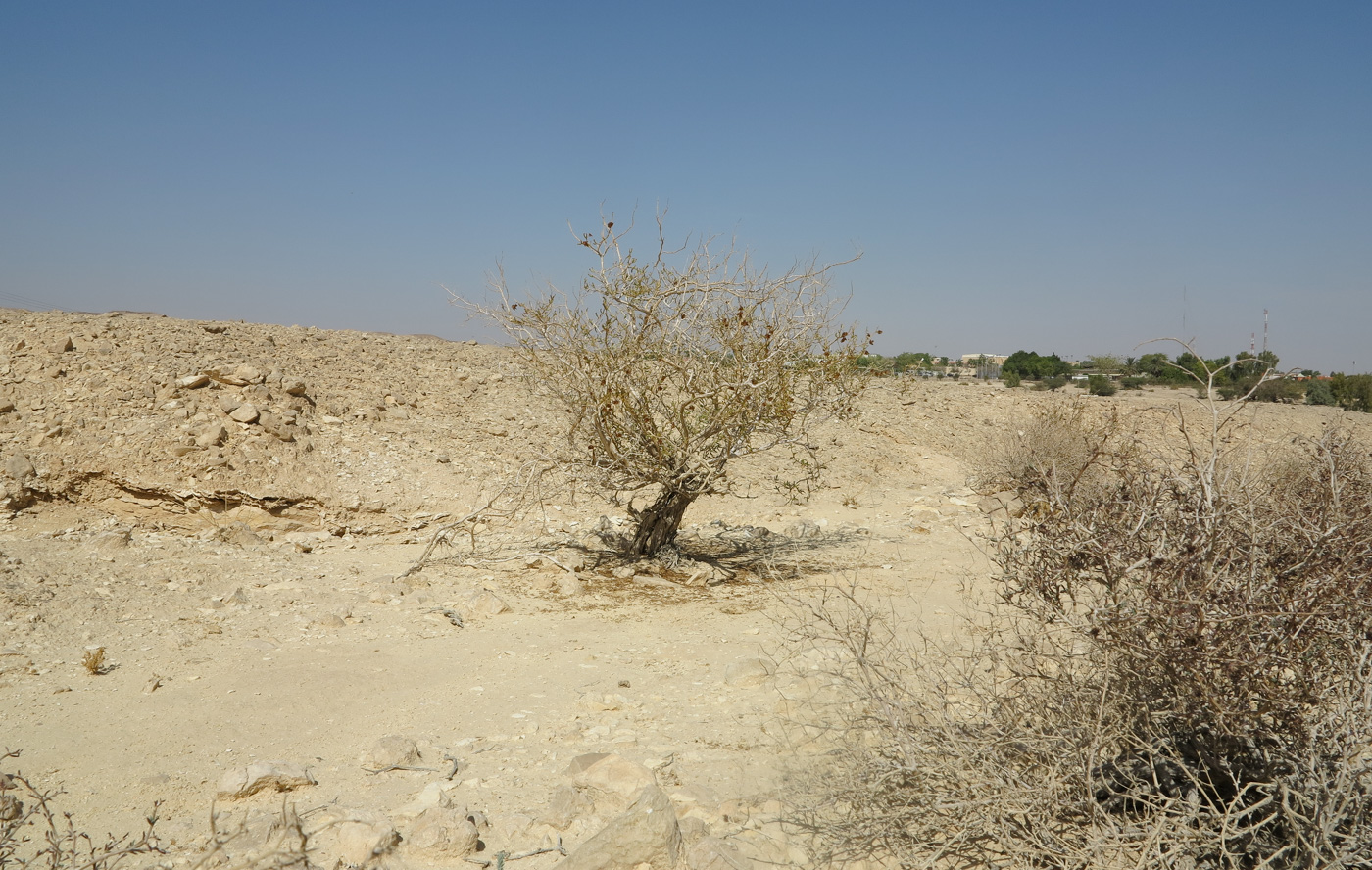 Image of Tetraena dumosa specimen.