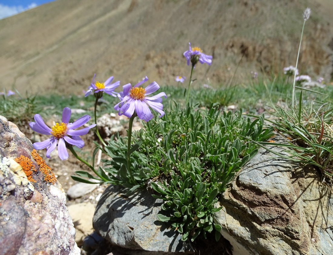 Изображение особи Rhinactinidia eremophila.