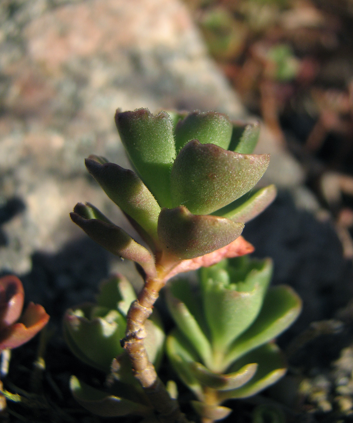 Изображение особи Sedum spurium.