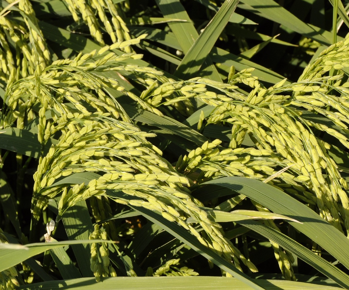 Image of Oryza sativa specimen.