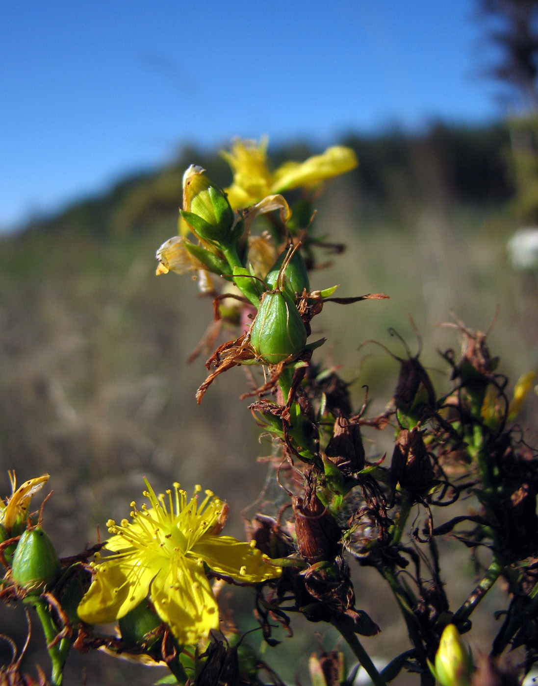 Изображение особи Hypericum perforatum.