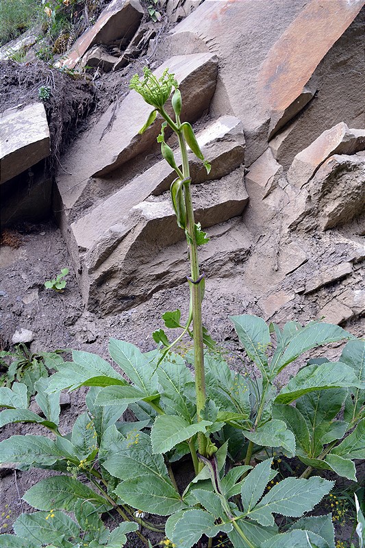 Image of Angelica sachokiana specimen.