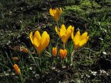 Crocus &times; luteus