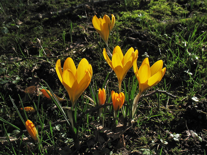 Image of Crocus × luteus specimen.