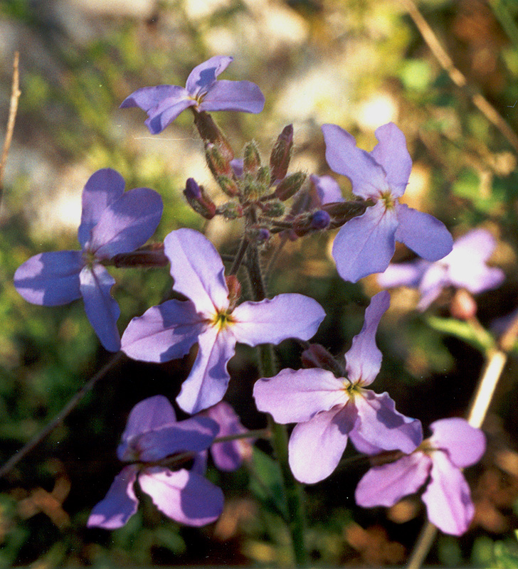 Image of Hesperis steveniana specimen.