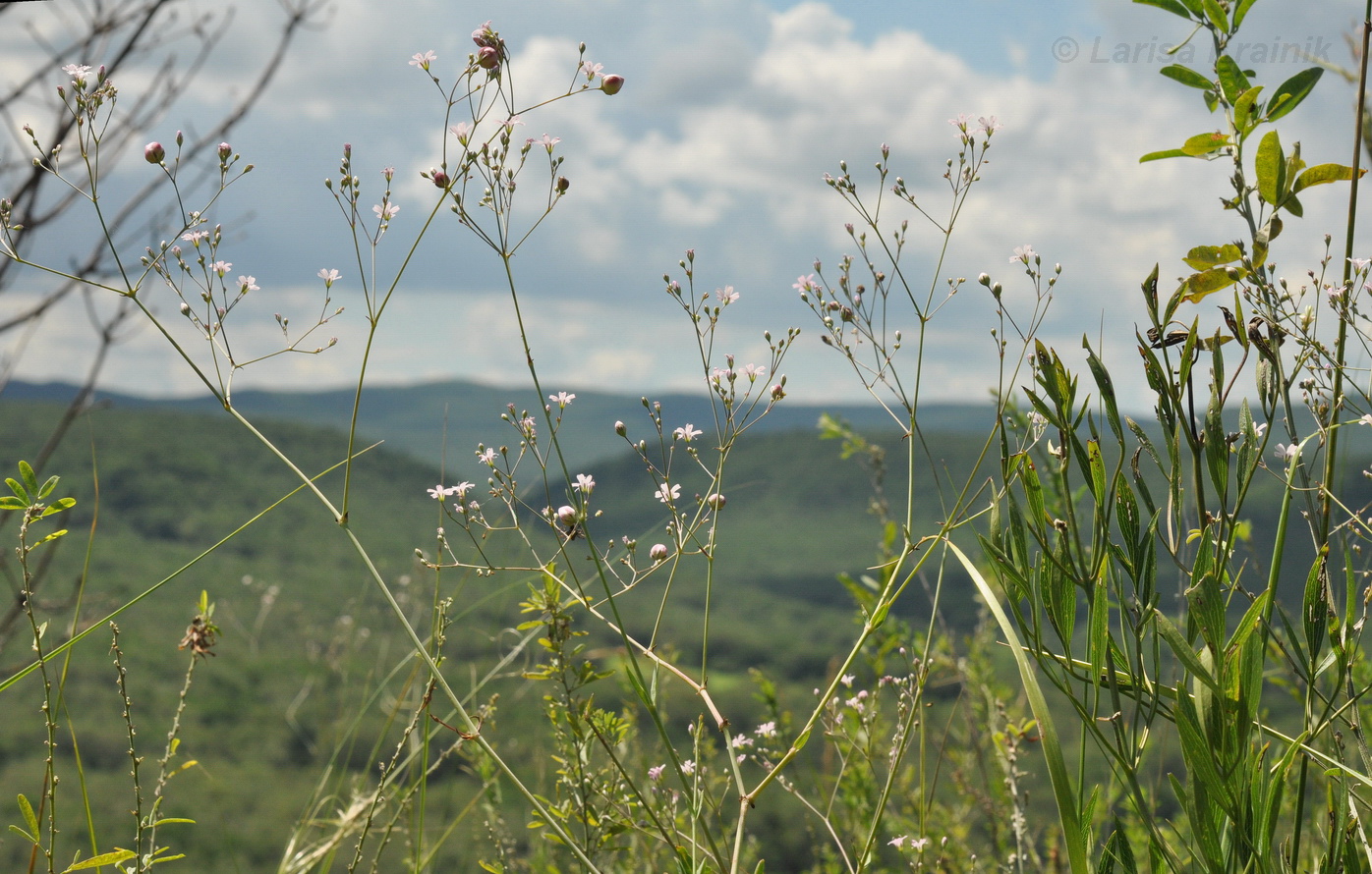 Image of Gypsophila pacifica specimen.