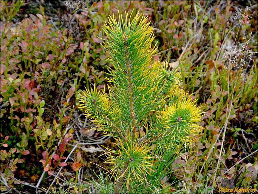 Image of Pinus sylvestris specimen.